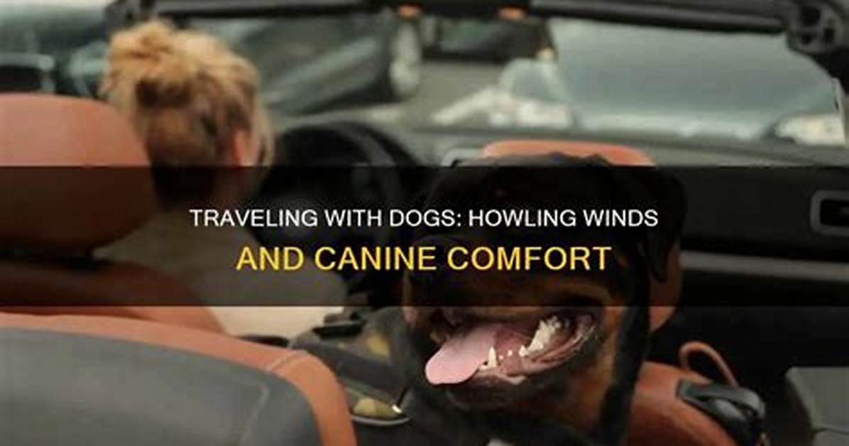 Does Wind Upset Dogs?