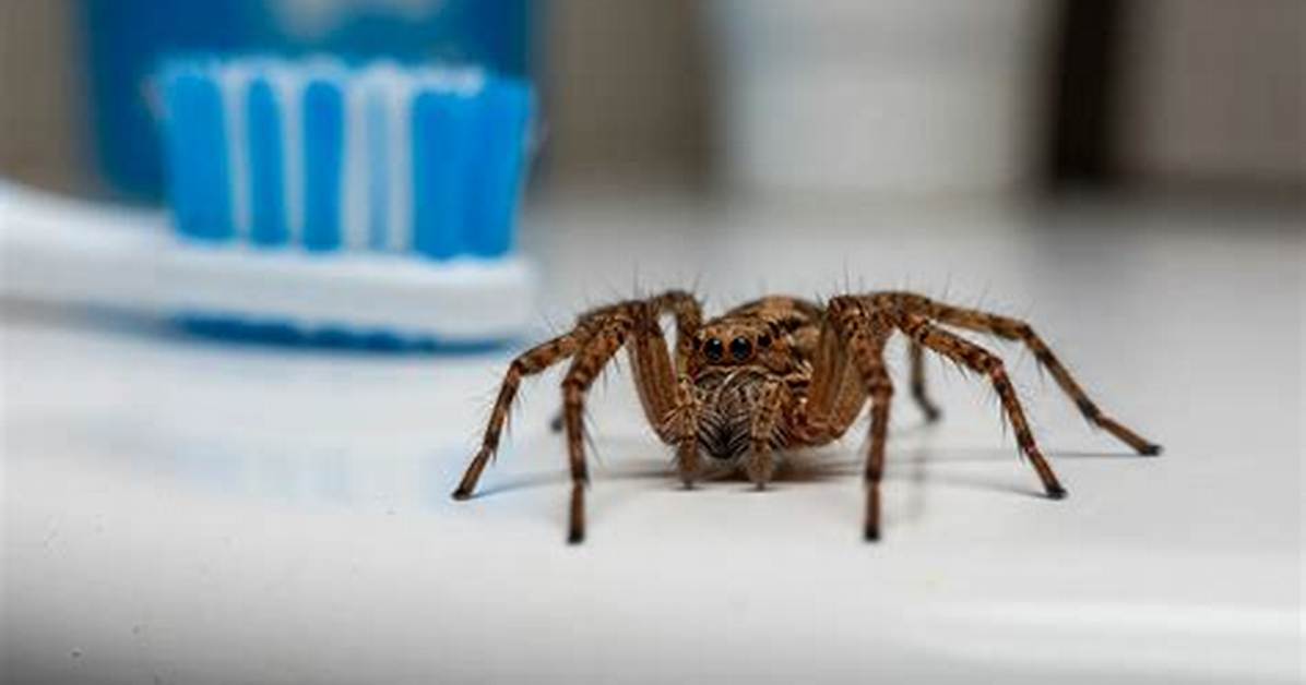 Does Windex Kill Spiders?