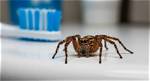Does Windex Kill Spiders?