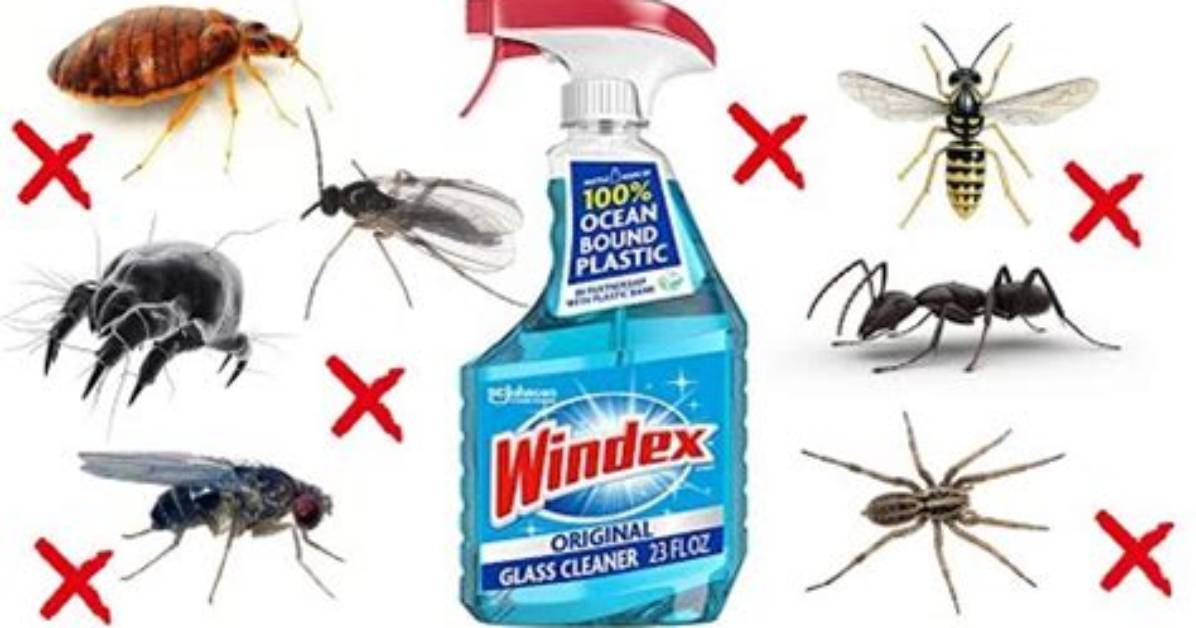 Does Windex Kill Staph