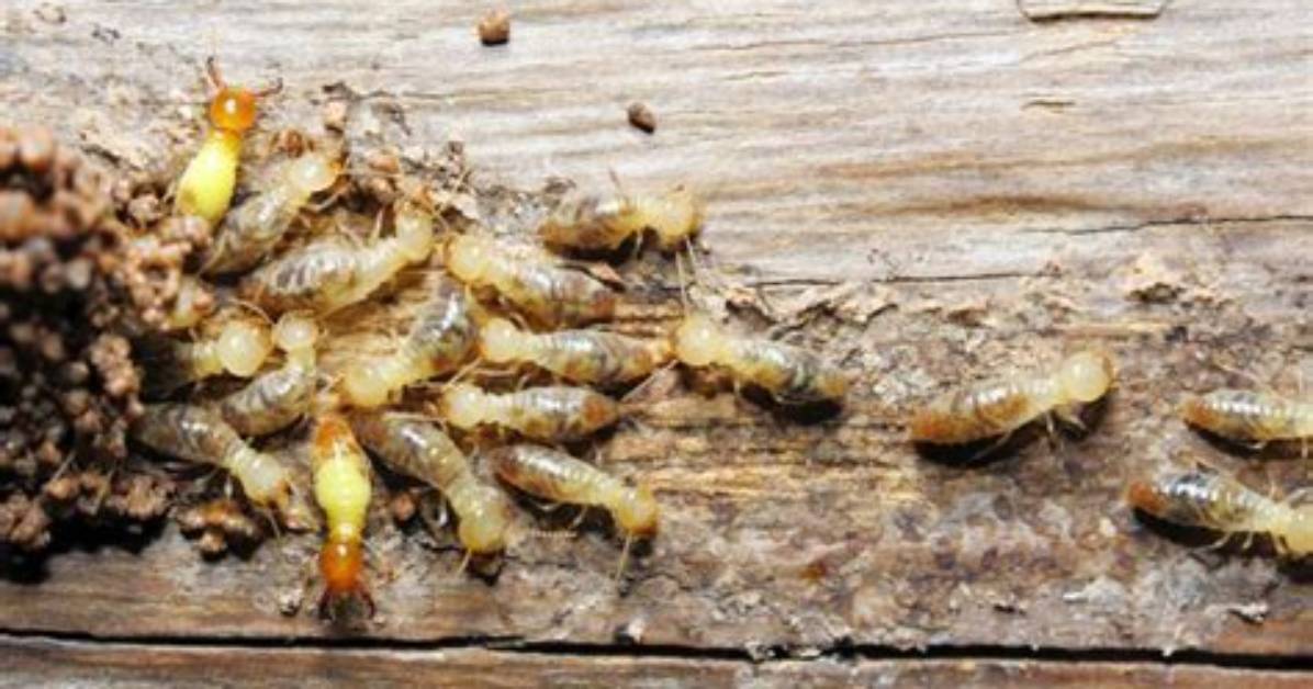 Does Winter Kill Termites?