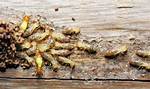 Does Winter Kill Termites?