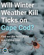 Does Winter Kill Ticks?