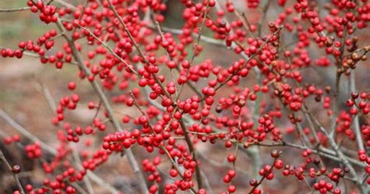 Does Winterberry Need a Pollinator?