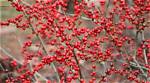 Does Winterberry Need a Pollinator?