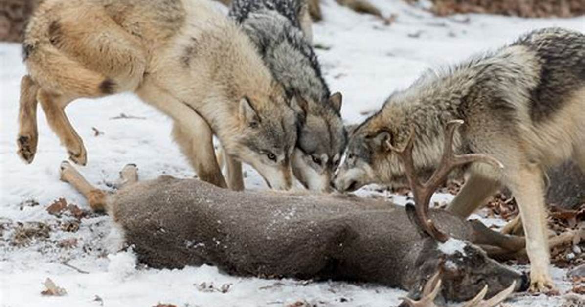 Does Wolf Eat Dog?