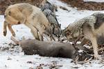 Does Wolf Eat Dog?