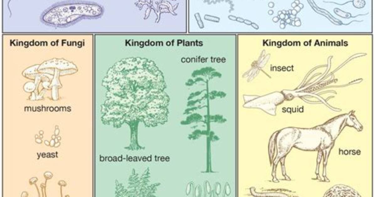 Does Words Have Classifications?
