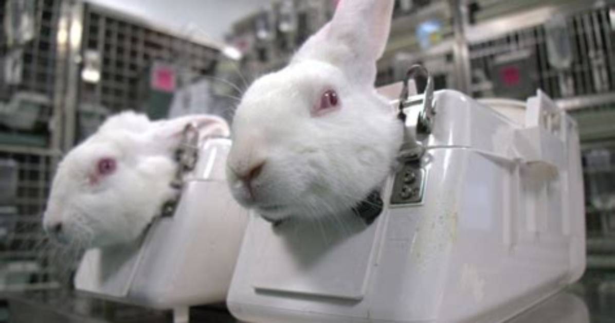 Does Yardley Test on Animals?