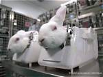 Does Yardley Test on Animals?