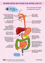 Does Your Digestive System Stop When You Fly