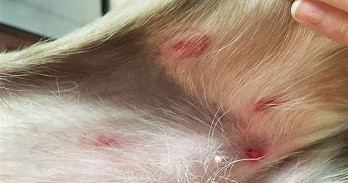 Dog Bug Bites