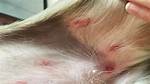 Dog Bug Bites
