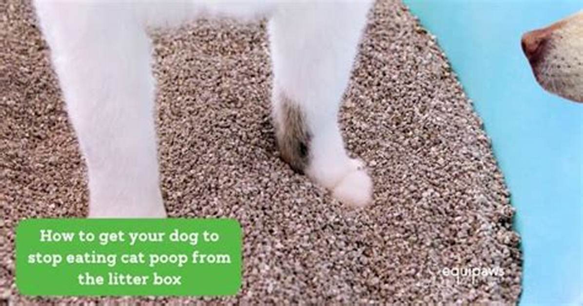Dog Eats Cat Litter