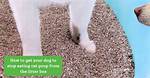 Dog Eats Cat Litter