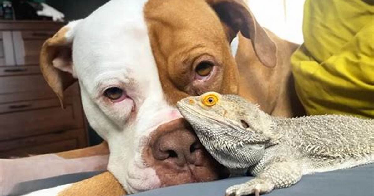 Dog Lizard