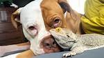 Dog Lizard