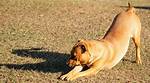Dog Praying Position