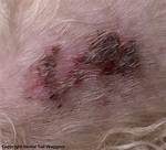Dog Scab