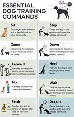 Dog Trainer's Basic Command