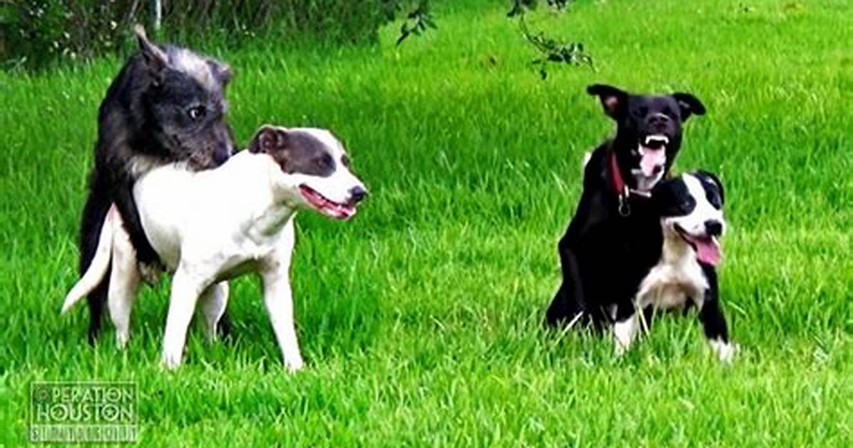 Dogs Mating Everyday