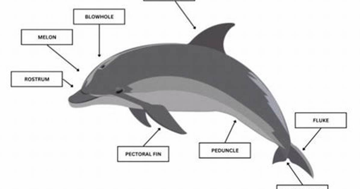 Dolphin Adaptations