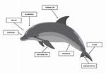 Dolphin Adaptations