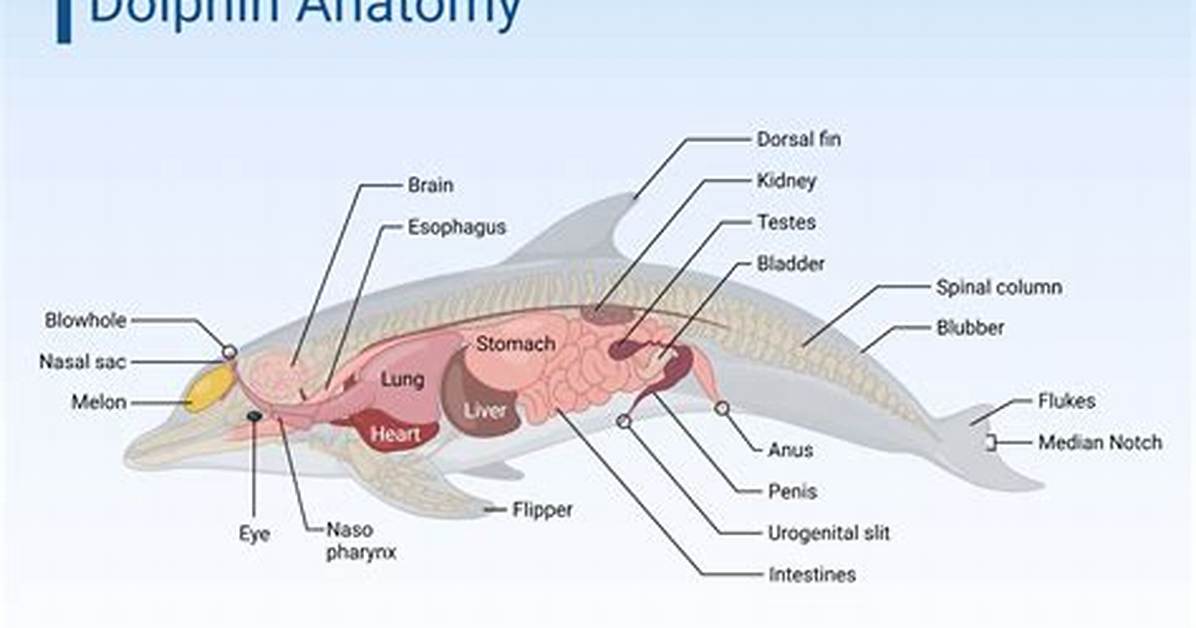 Dolphin's Appendage