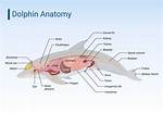 Dolphin's Appendage