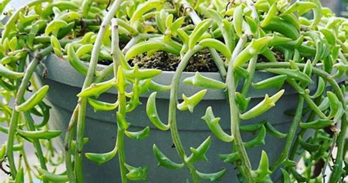 Dolphin Succulent
