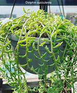 Dolphin Succulent