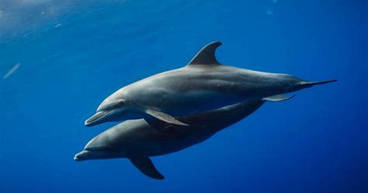 Dolphin