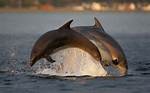 Dolphins 'Resort to Rape'