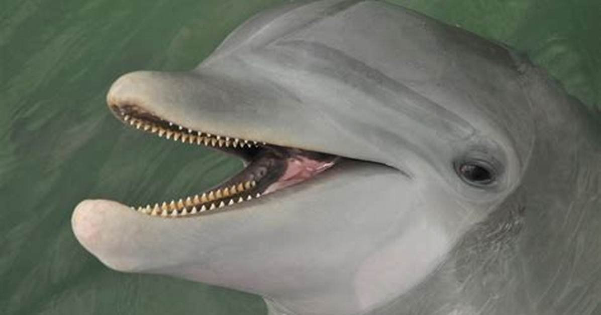 Dolphins Teeth