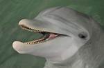 Dolphins Teeth