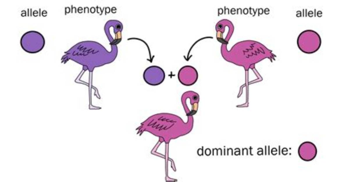 Dominant Allele Example