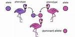 Dominant Allele Example