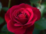Donald W. Gesford Death, Donald W. Gesford Obituary; Cause of Death, So Tragically Sad When Beloved Donald Francis Sheppard Passed Away at 77