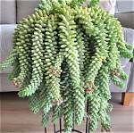 Donkey Tail Succulent