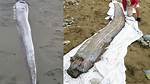 Doomsday Fish Thailand: After Japan Earthquake, Another Disaster Looming? New Ominous Sign Sparks Fears