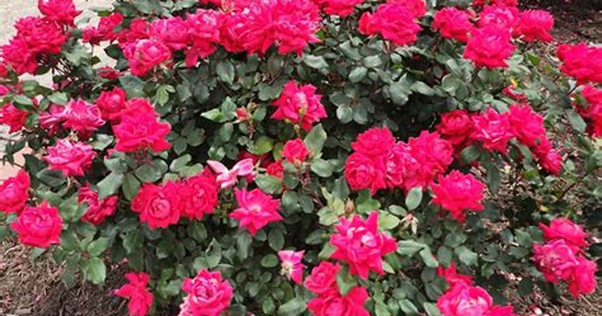 Double Knockout Roses