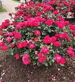 Double Knockout Roses
