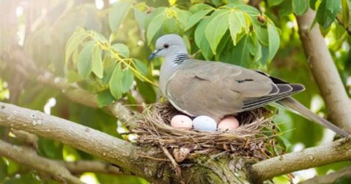 Dove Eggs