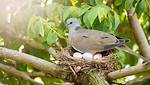 Dove Eggs