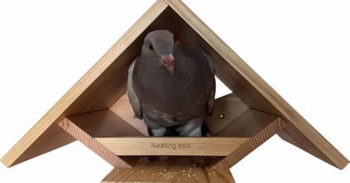 Dove Nesting Box