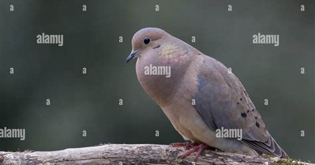 Doves Cooing