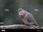Doves Cooing