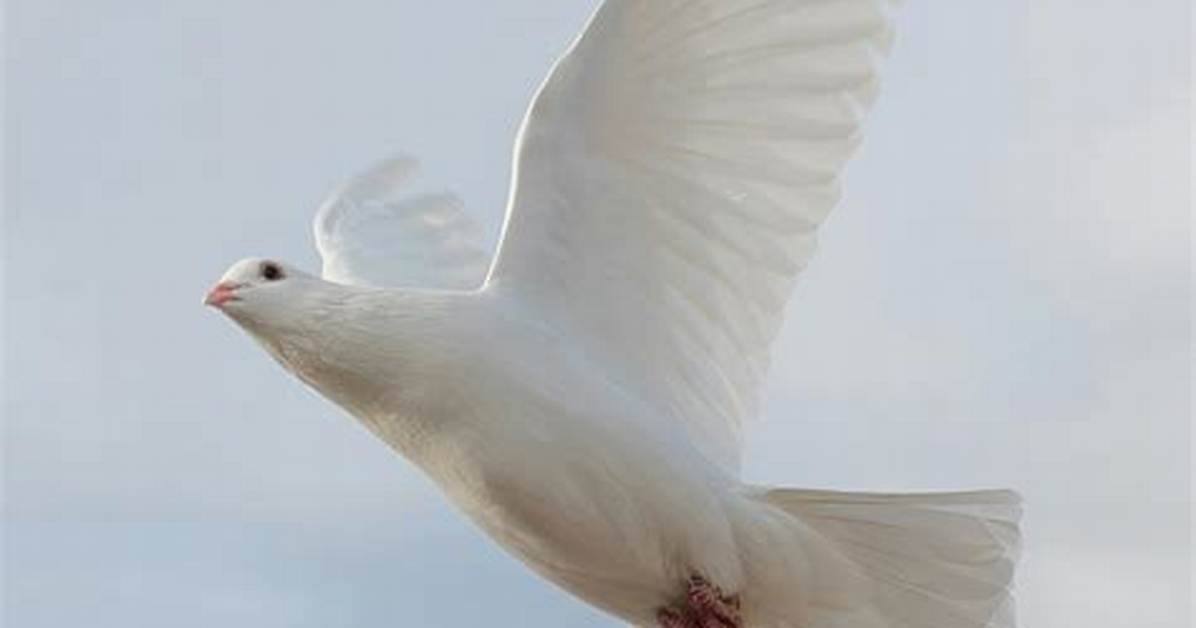 Doves Flying