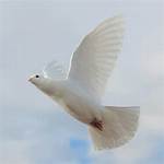 Doves Flying