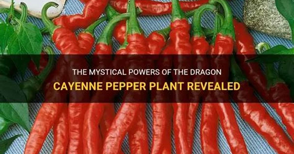 Dragon Cayenne